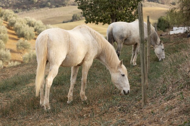 Hermoso caballo unicornio en la naturaleza