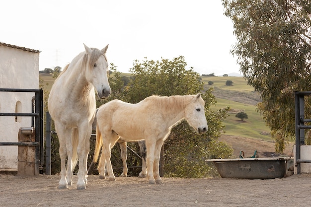 Foto gratuita hermoso caballo unicornio en la naturaleza