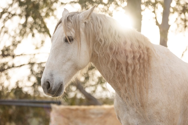 Hermoso caballo unicornio en la naturaleza