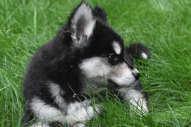 Hermoso cachorro de husky siberiano descansando en la hierba