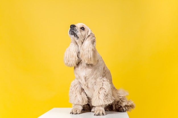 Hermoso cachorro de perro de aguas americano. lindo perrito o mascota mullida arreglada está sentada aislada sobre fondo amarillo. foto de estudio. espacio negativo para insertar su texto o imagen.