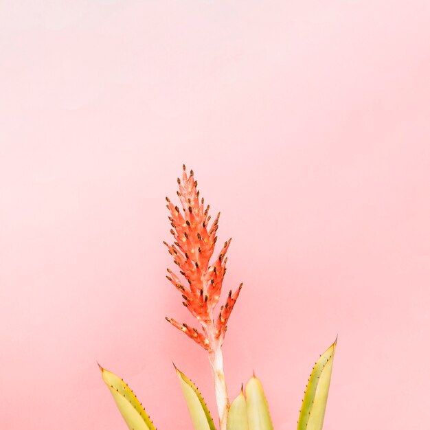 Hermoso cactus con flor roja