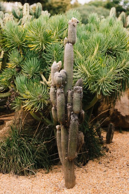 Hermoso cactus en el jardín