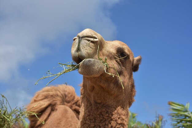 Hermoso camello peludo masticando heno en Aruba