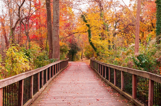 Hermoso camino de madera que va los impresionantes árboles coloridos en un bosque