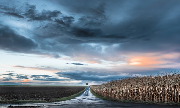 Hermoso camino que atraviesa una granja y un campo de maíz con un árbol al final bajo el cielo colorido