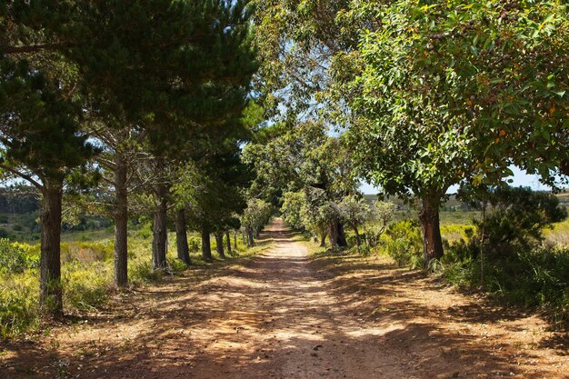 Hermoso camino de ripio rodeado de árboles y campos cubiertos de hierba