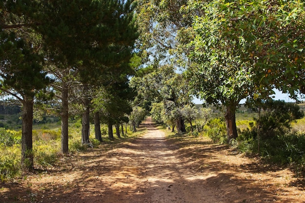 Hermoso camino de ripio rodeado de árboles y campos cubiertos de hierba