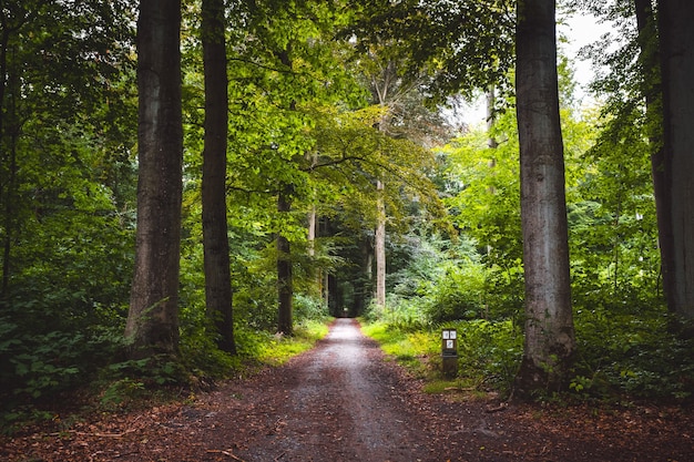 Hermoso camino a través del bosque.