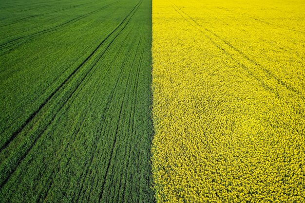 Hermoso campo agrícola medio verde medio amarillo hierba disparó con un avión no tripulado