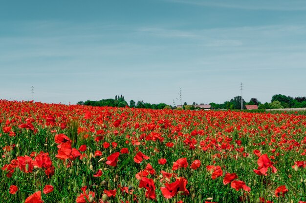 Hermoso campo con amapolas rojas en el campo