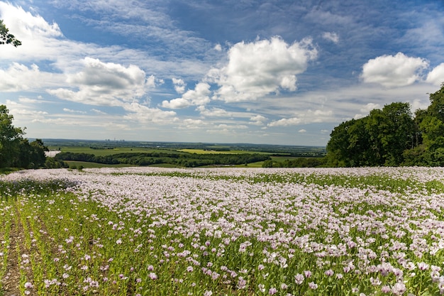 Hermoso campo de amapolas rosas bajo el cielo nublado