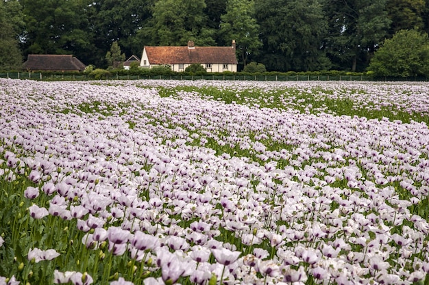 Hermoso campo de amapolas rosas Oxfordshire, Reino Unido y una masía