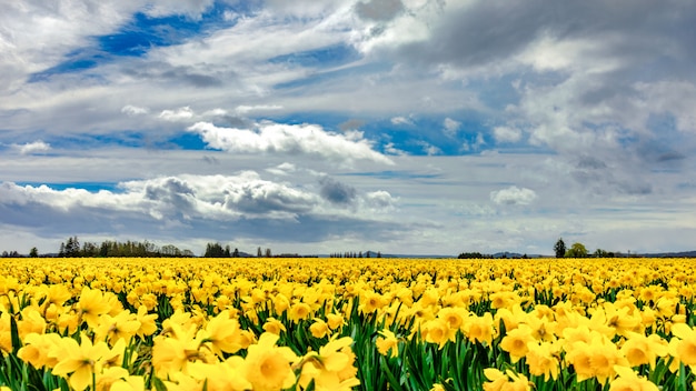 Hermoso campo cubierto de flores amarillas con magníficas nubes en el cielo en el