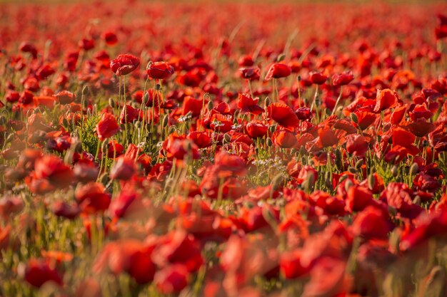 Hermoso campo de flores de amapola