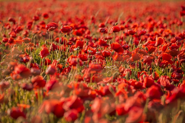 Hermoso campo de flores de amapola