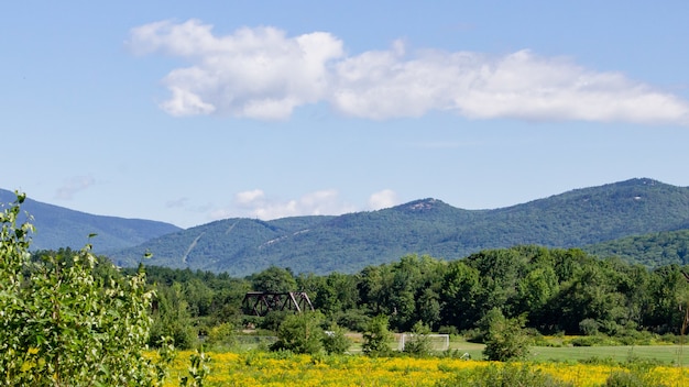 Hermoso campo de flores de canola y un puente en la distancia con montaña