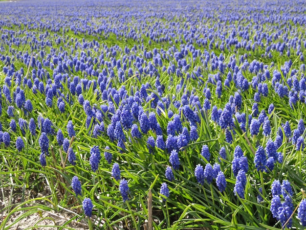 Hermoso campo de flores de jacinto de uva en un día soleado