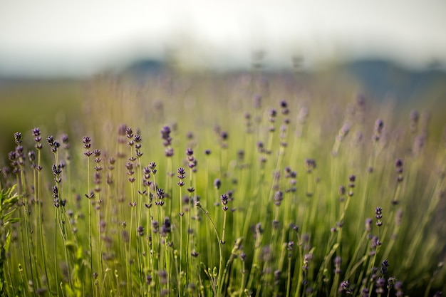 Hermoso campo de flores de lavanda inglesa