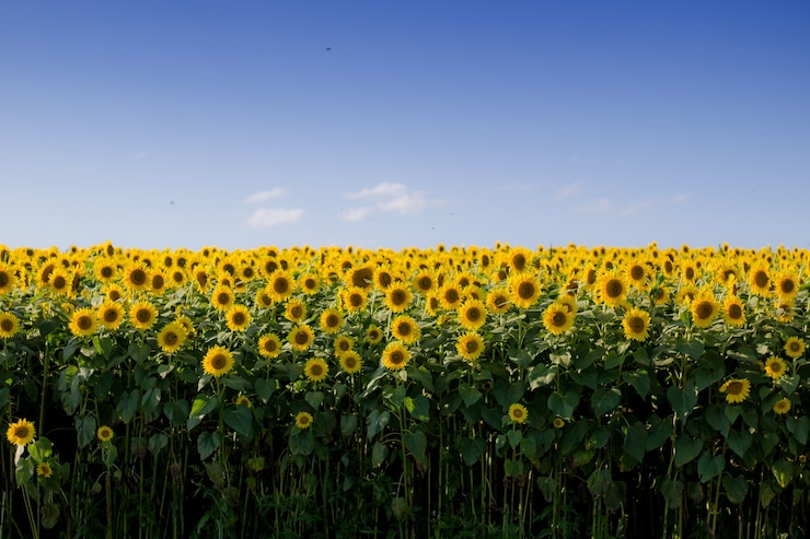 Foto gratuito hermoso campo de girasol con un cielo azul claro