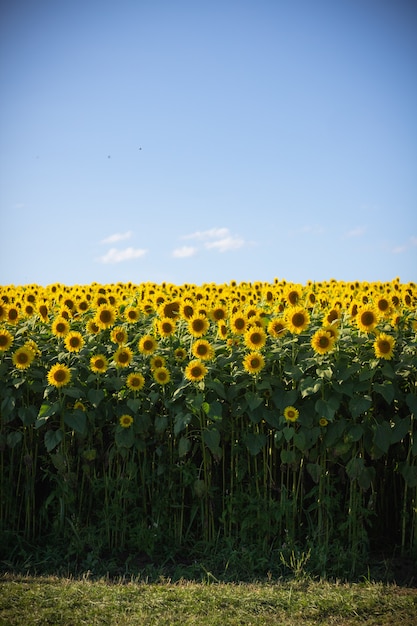 Foto gratuita hermoso campo de girasol con un cielo azul claro