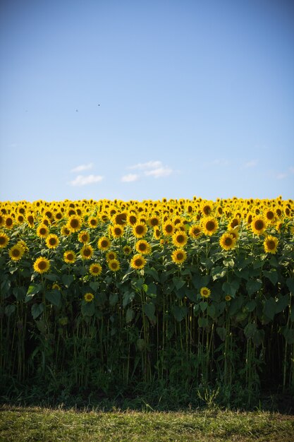 Hermoso campo de girasol con un cielo azul claro