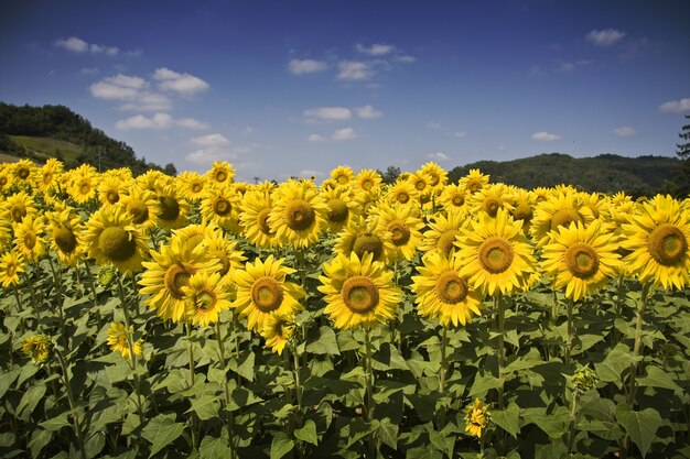 Hermoso campo de girasol bajo la luz del sol y un cielo azul durante el día