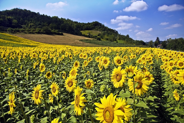 Foto gratuito hermoso campo de girasol rodeado de árboles y colinas bajo la luz del sol y un cielo azul