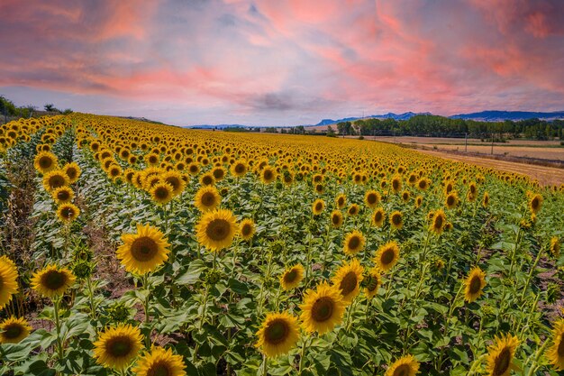 Hermoso campo de girasoles en un campo de Castilla y León, España en el atardecer de verano