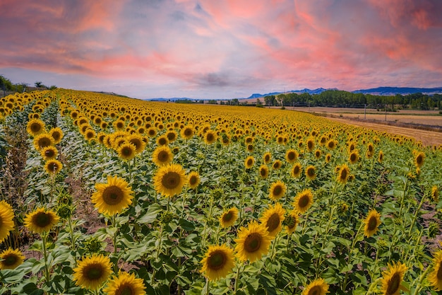 Hermoso campo de girasoles en un campo de Castilla y León, España en el atardecer de verano