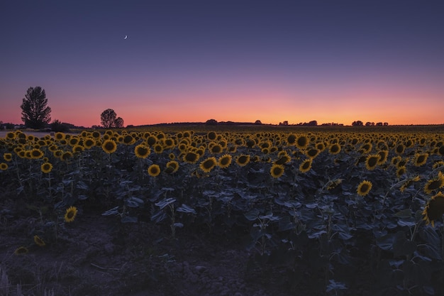 Hermoso campo de girasoles bajo un cielo colorido al atardecer o al amanecer en Uluru, Mutitjulu, Australia