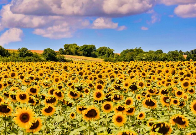 Hermoso campo de girasoles rodeado de árboles verdes en las Islas Canarias, España