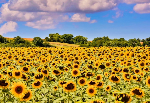 Hermoso campo de girasoles rodeado de árboles verdes en las Islas Canarias, España