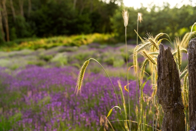 Hermoso campo de lavanda alto ángulo