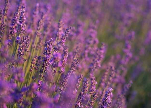 Hermoso campo de lavanda alto ángulo