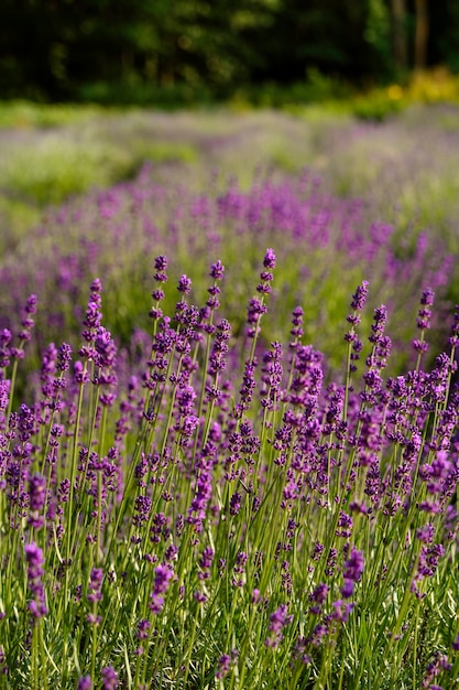 Hermoso campo de lavanda borroso de alto ángulo