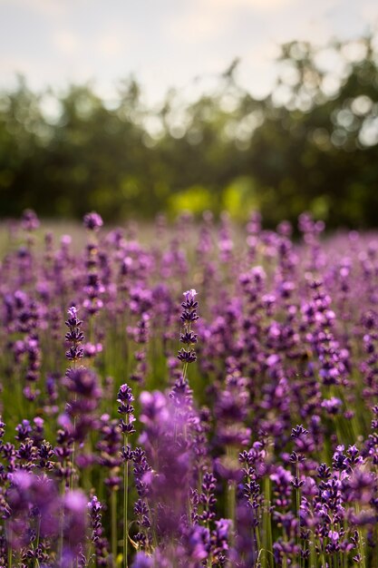 Hermoso campo de lavanda borroso de alto ángulo