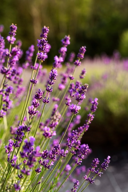 Hermoso campo de lavanda borroso