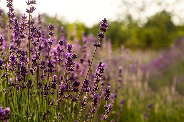 Hermoso campo de lavanda borroso