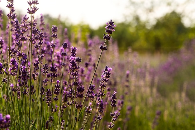 Hermoso campo de lavanda borroso