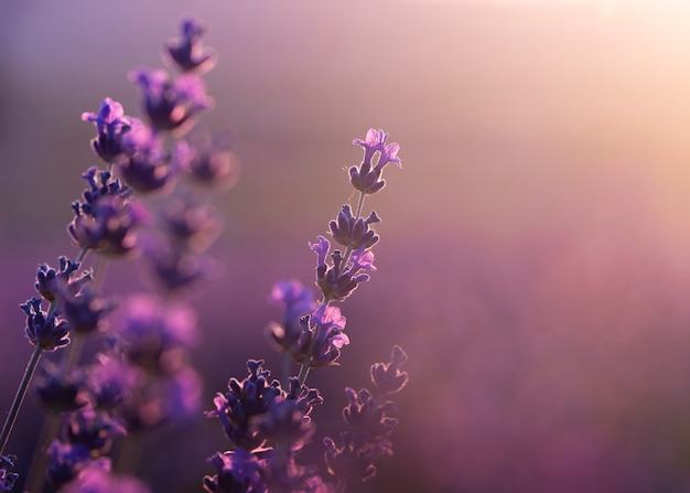 Foto gratuita hermoso campo de lavanda borroso