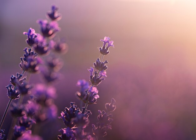 Hermoso campo de lavanda borroso