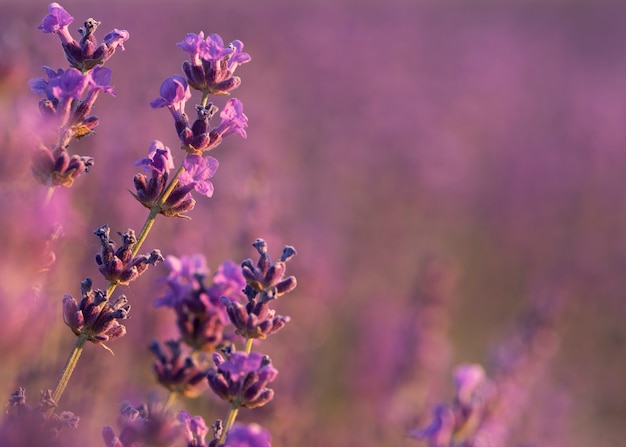 Foto gratuita hermoso campo de lavanda de cerca