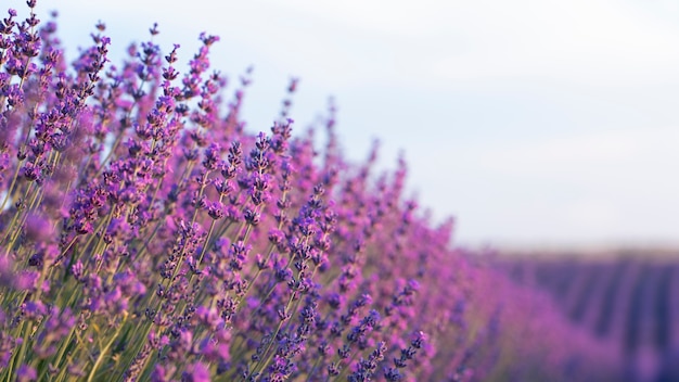 Hermoso campo de lavanda con cielo borroso