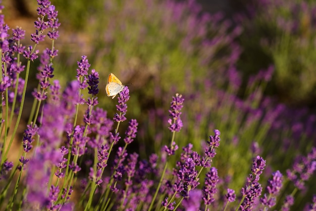 Hermoso campo de lavanda con mariposa