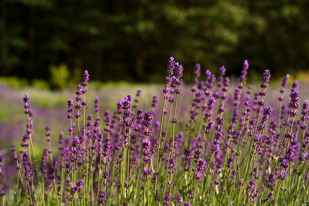 Hermoso campo de lavanda natural