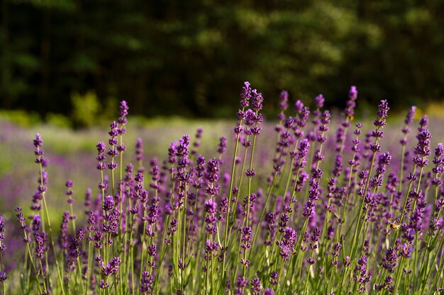 Hermoso campo de lavanda natural