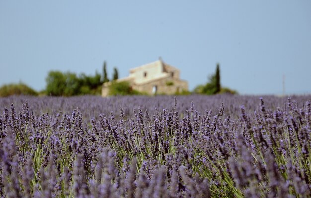 Un hermoso campo de lavanda.