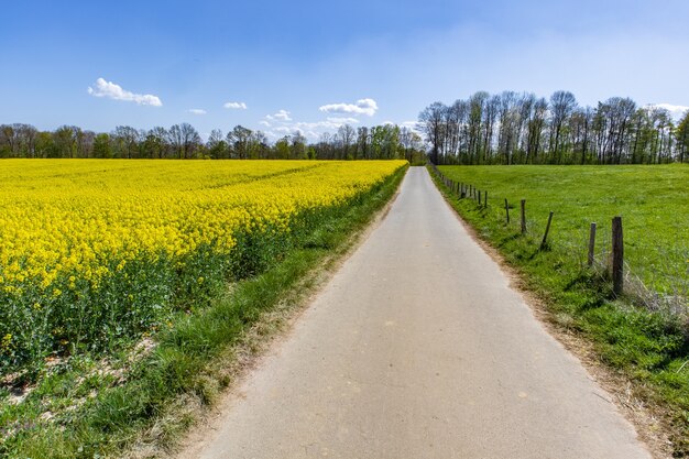 Hermoso campo de líber con flores silvestres verdes y un cielo azul