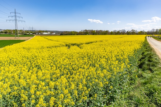 Hermoso campo de líber con flores silvestres verdes y un cielo azul